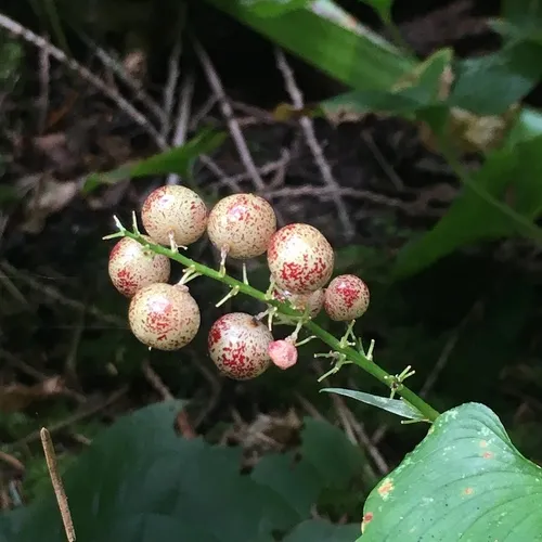 Zasmidium subsanguineum