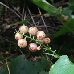 Zasmidium subsanguineum thumbnail 1