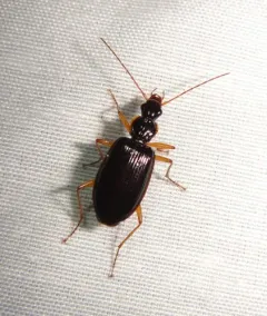 Platynus tenuicollis thumbnail 1