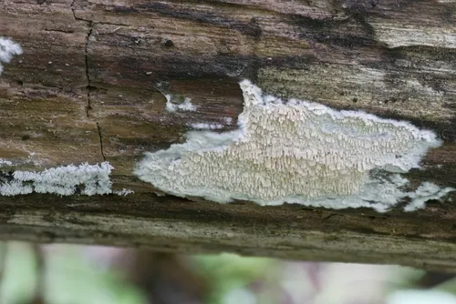 Sistotrema raduloides