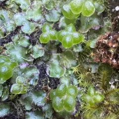 Hyaline Liverwort thumbnail 3