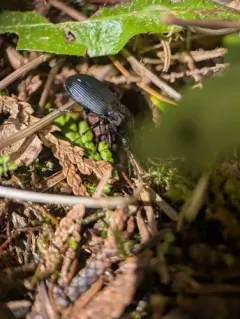 Pterostichus crenicollis thumbnail 2