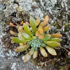 Leiberg stonecrop thumbnail 3