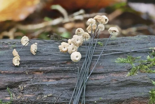 Marasmius bulliardii