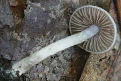 Cortinarius perviolaceus thumbnail 1