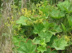 Pale Lady's-mantle thumbnail 3