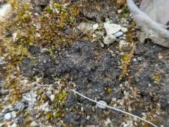 Jelly Lichen thumbnail 3