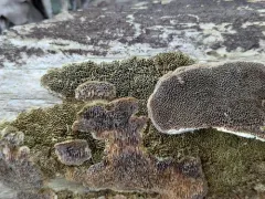 Coriolopsis trogii thumbnail 4