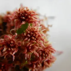 Northern Peatmoss thumbnail 2