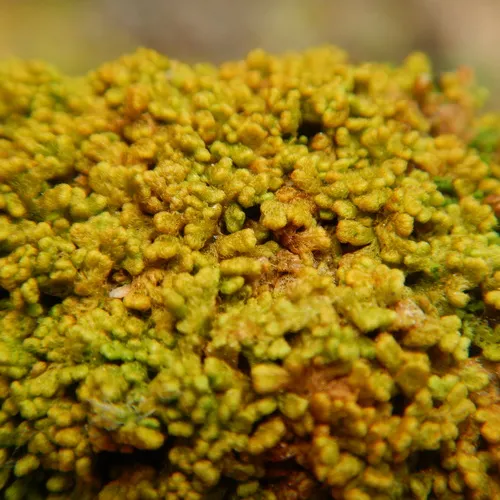 Tree Fringewort