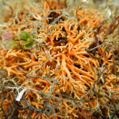 Globe Ball Lichen thumbnail 1