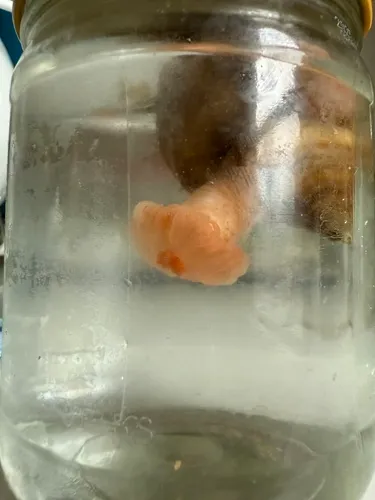 Hormathia digitata