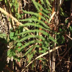 marsh fern thumbnail 2
