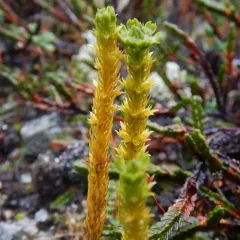 Alpine firmoss thumbnail 2