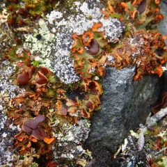 Chocolate Chip Lichen thumbnail 3
