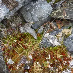 Alaska Bluegrass thumbnail 3