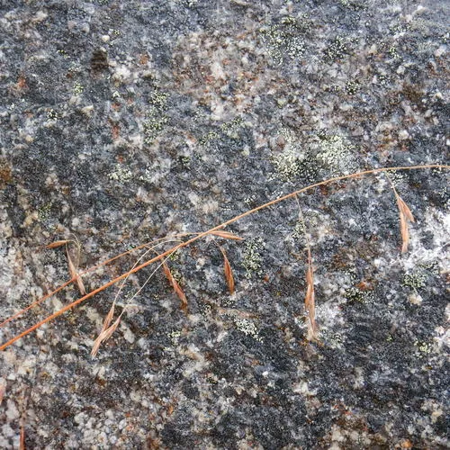 Altai fescue