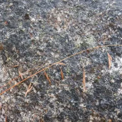 Altai fescue thumbnail 1