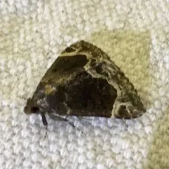 White-lined Snout thumbnail 3