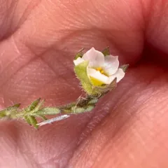annual polemonium thumbnail 4