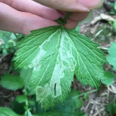 Agromyza idaeiana thumbnail 3