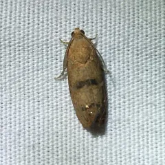Filbertworm Moth thumbnail 2