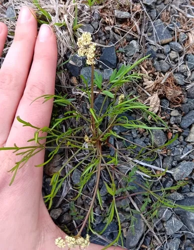 Spider Biscuitroot
