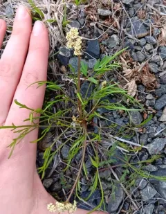 Spider Biscuitroot thumbnail 1