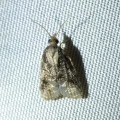 Exasperating Platynota Moth thumbnail 3