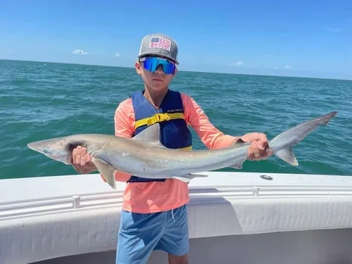 Atlantic Sharpnose Shark