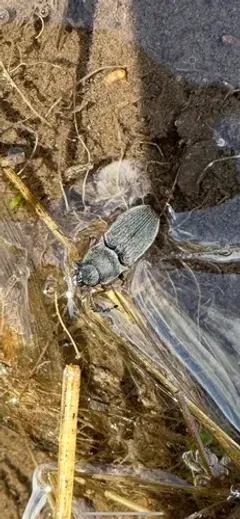 Pasture Wireworm thumbnail 3