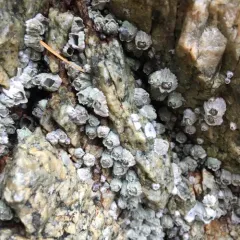 Pacific Acorn Barnacle thumbnail 2