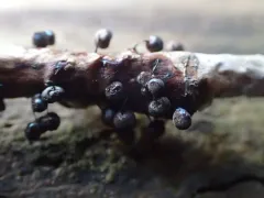 Lamproderma sauteri thumbnail 3