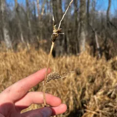 Shoreline Sedge thumbnail 4