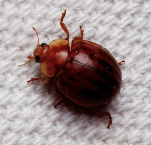 Broken-dashed Lady Beetle