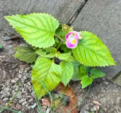 wishbone flower thumbnail 2