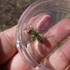 Western Leafcutter Bee thumbnail 1