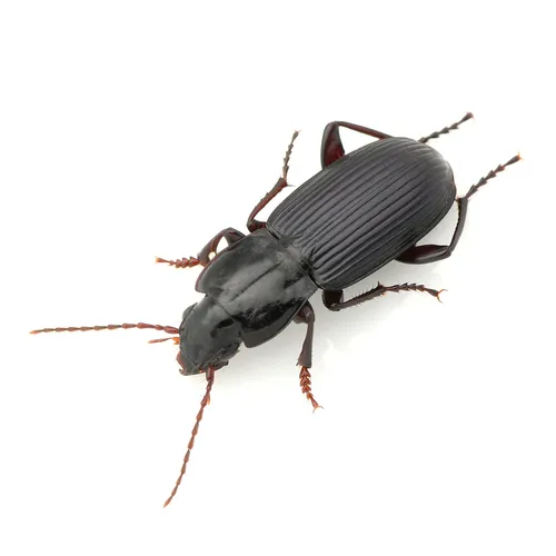 Pterostichus amethystinus
