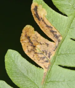 Chirosia filicis thumbnail 2