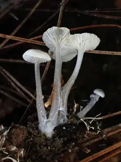 Mycena odorifera thumbnail 4