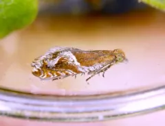 Strawberry Leafroller Moth thumbnail 4