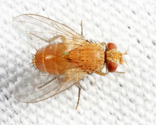 Ceromya flava