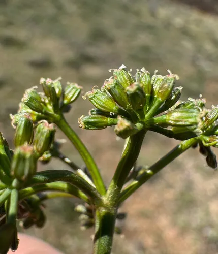 Hoover's Desert-Parsley