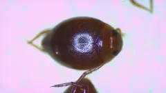 Desmopachria convexa thumbnail 3