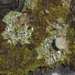 Rosette Pixie-cup Lichen thumbnail 4
