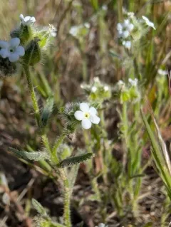 Wingnut Cryptantha thumbnail 4