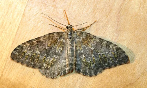 Entephria separata