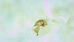 Hydroporus tristis thumbnail 3