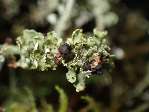 Tremella cladoniae