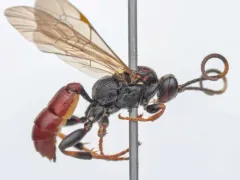Ichneumon ultimus thumbnail 1